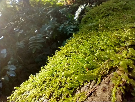 Lichens on a log at Squak Mountain