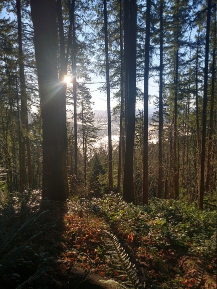 Sunlight and glimpses of Mt. Rainier from Squak Mountain