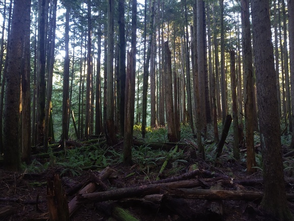 Trees and ferns