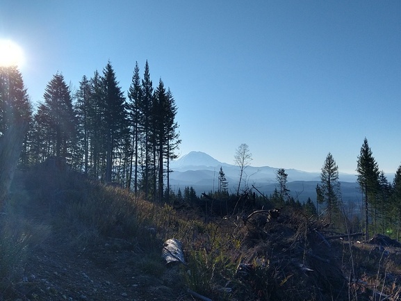 View of Mt Rainier from Tiger Mountain