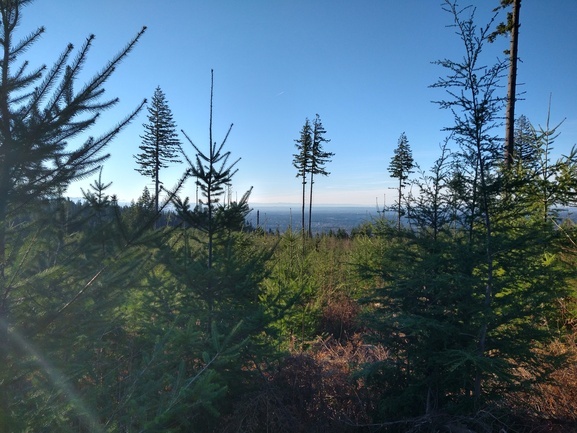 Small trees at the top of Tiger Mountain